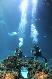 Pfleger tauchen deshalb in regelmäßigen Abständen in dem Hai-Atoll nach Eiern - die Tiere müssen die Taucher gewöhnt werden. Foto: Vanessa Leitschuh