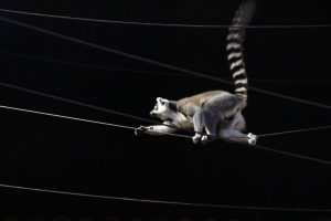 Die katzengroßen Kattas kommen aus Madagaskar. Ihre lederartigen Hand- und Fußballen machen sie zu leichtfüßigen Kletterern. Foto: Vanessa Leitschuh