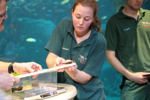 Ein Männchen und drei Weibchen der extrem seltenen Krokodilschwanzechsen leben im Tropen-Aquarium. Foto: Vanessa Leitschuh