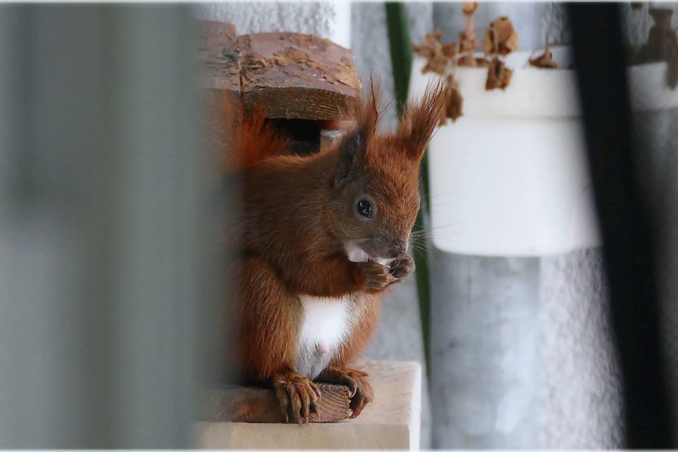 Eichhörnchen - Eimsbütteler Nachrichten