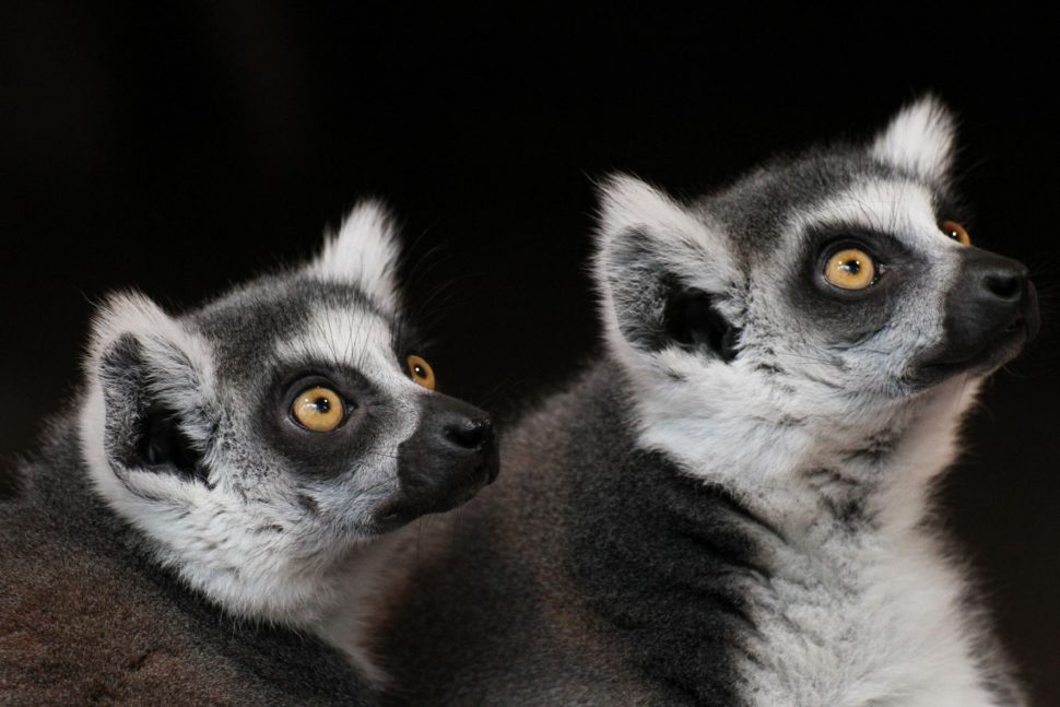 Turtelnde Tiere in Hagenbecks Tierpark. Foto: Götz Berlik