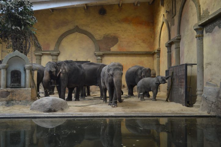 Die Elefanteherde feierte Kandys 15. Geburtstag. Foto: Margarita Ilieva