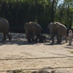 Die Elefantenfamilie aus dem Tierpark Hagenbeck läuft gemeinsam mit dem neuen Mitglied raus. Foto: Margarita Ilieva