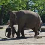 Die ersten Sonnenstrahlen fallen auf das kleine Tierbaby. Foto: Margarita Ilieva