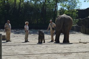 Ein paar Schritte zur Seite hat der kleine Dickhäuter auch gewagt und die Pfleger stolz gemacht. Foto: Margarita Ilieva