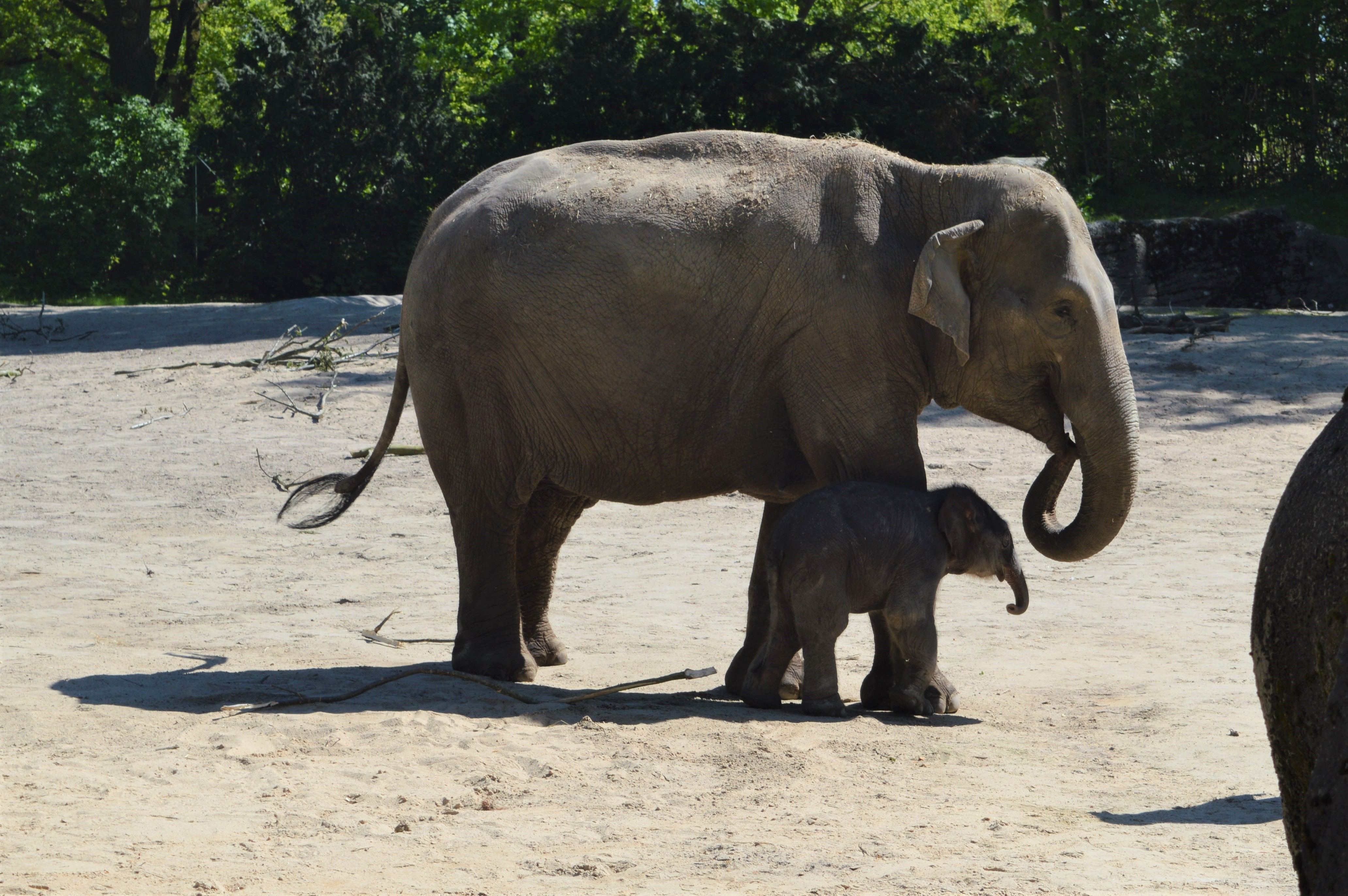 Das neugeborene Babyelefant Brausepaul durfte heute seinen ersten Spraziergang in die Außenanlage machen. Foto: Margarita Ilieva