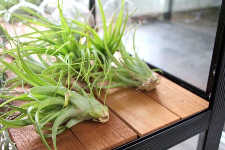 winkel-van-sinkel-hamburg-eimsbuettel-plantstation-8 - Eimsbütteler