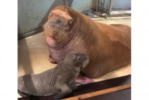 Dafür ist er die ganze Zeit bei seiner Mutter. Foto: Tierpark Hagenbeck