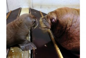 Im Moment ist der Kleine nur bei seiner Mutter "Dyna". Foto: Tierpark Hagenbeck