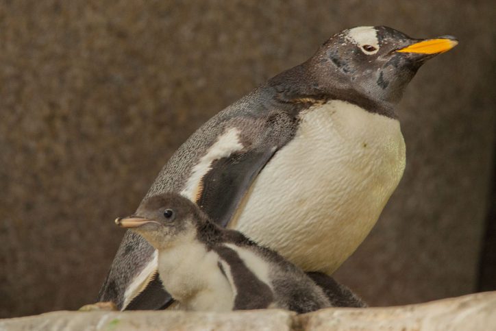 Die Eselpinguine im Tierpark Hagenbeck haben Nachwuchs. Foto: Lutz Schnier