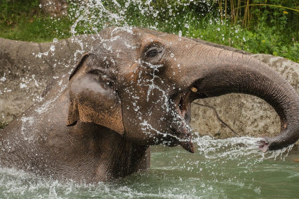 Elefantenbad Hagenbeck