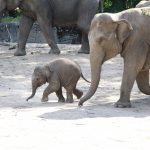 Freudig läuft der kleine Elefantenbulle durchs Gehege. Robin Eberhardt