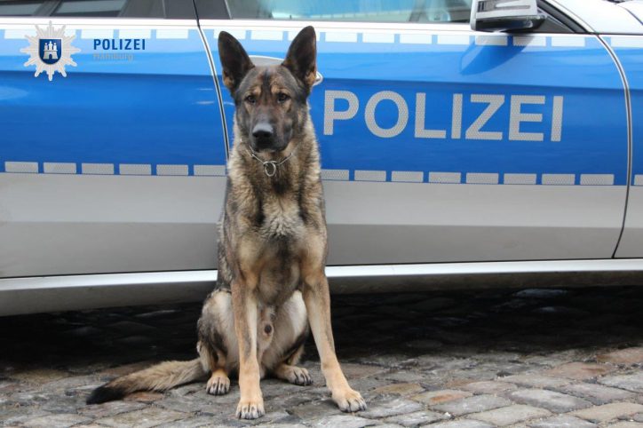 dank Polizeihund Didier wurde ein Autoknacker erwischt. Foto: Polizei Hamburg