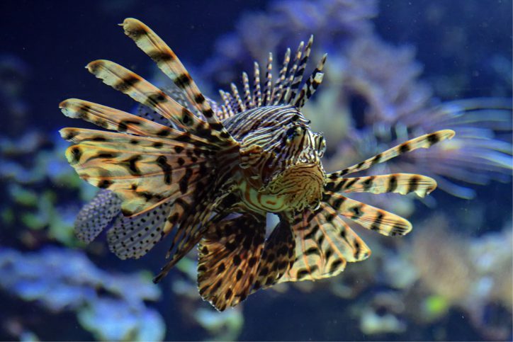 Eindrucksvoll schwimmt der Feuerfisch durch das Wasser. Foto: © Lutz Schnier