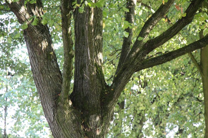 Wegen der langen Trockenperiode erhöht sich die Gefahr durch herabstürzende Äste. Foto: Fabian Hennig