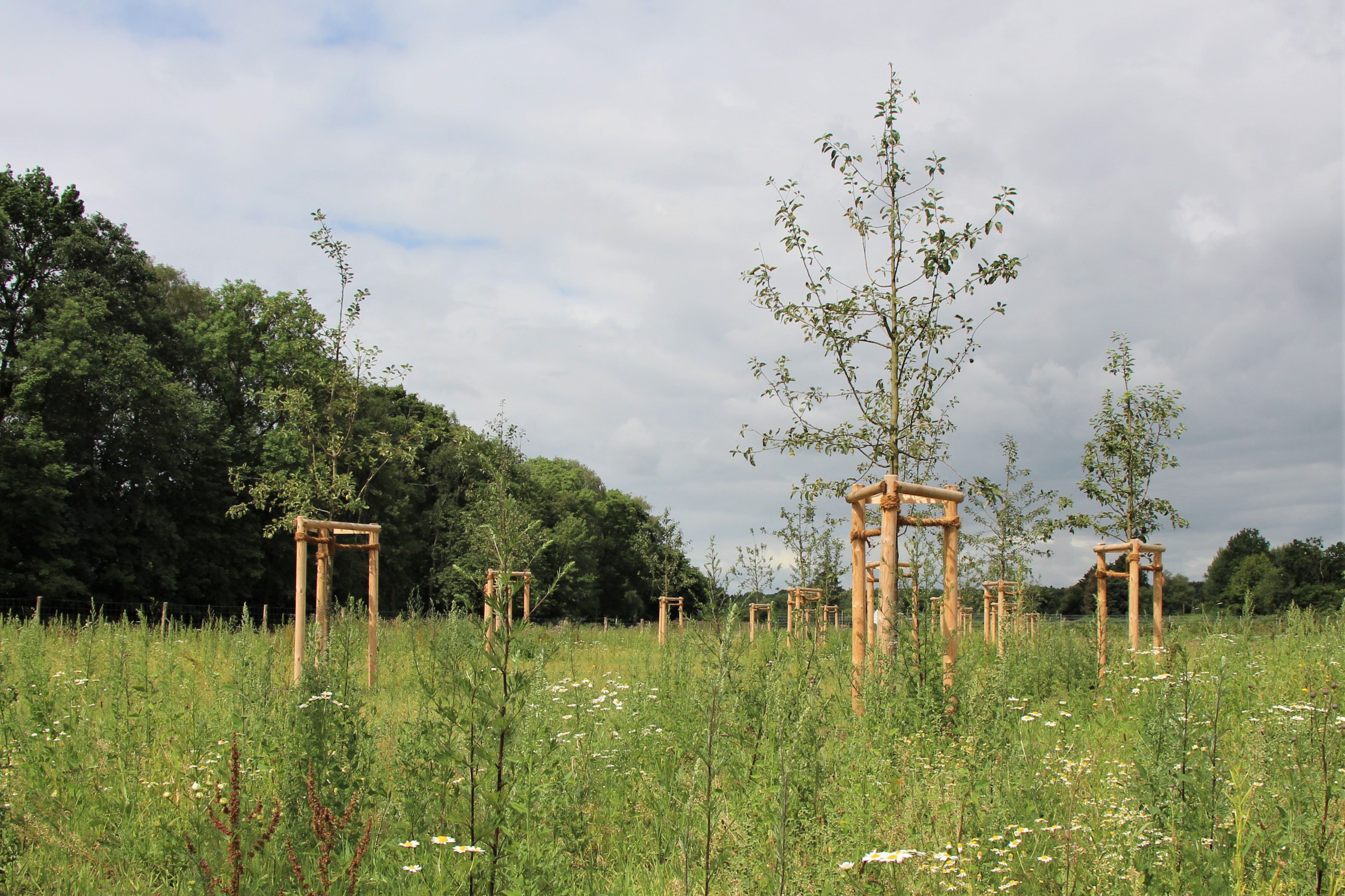 Die neue Grünanlage ist eine Kombination aus Kleingärten und naturschutzrechtlichen Ausgleichflächen. Foto: Sahra Vittinghoff