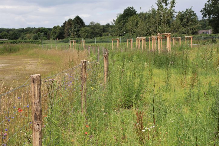 Die Langgraswiese soll nur zweimal im Jahr gemäht werden, um die Artenvielfalt zu schützen. Foto: Sahra Vittinghoff