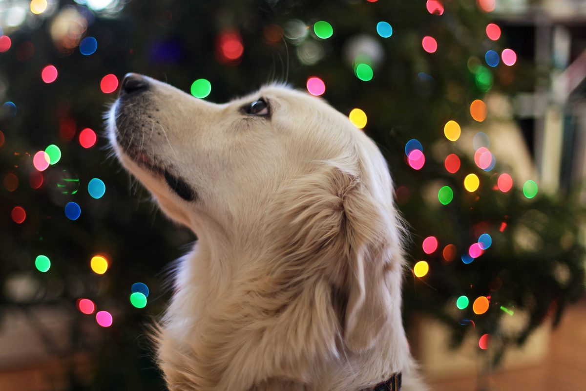 Tierheime sind gegen Tiere als Weihnachtsgeschenke. Foto: Symbolbild