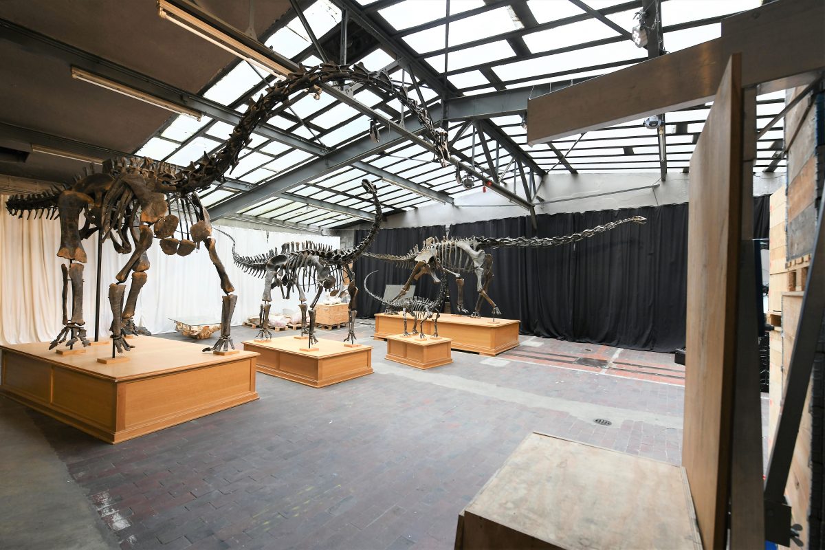 Der Stiftung Hagenbeck ist es gelungen, vier Skelette von Dinosauriern zu sichern. Foto: Michael Zapf