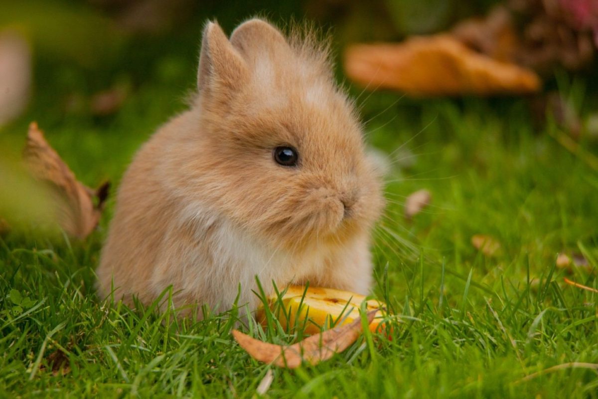 Ostern in Hagenbecks Tierpark. Foto: Lutz Schnier.
