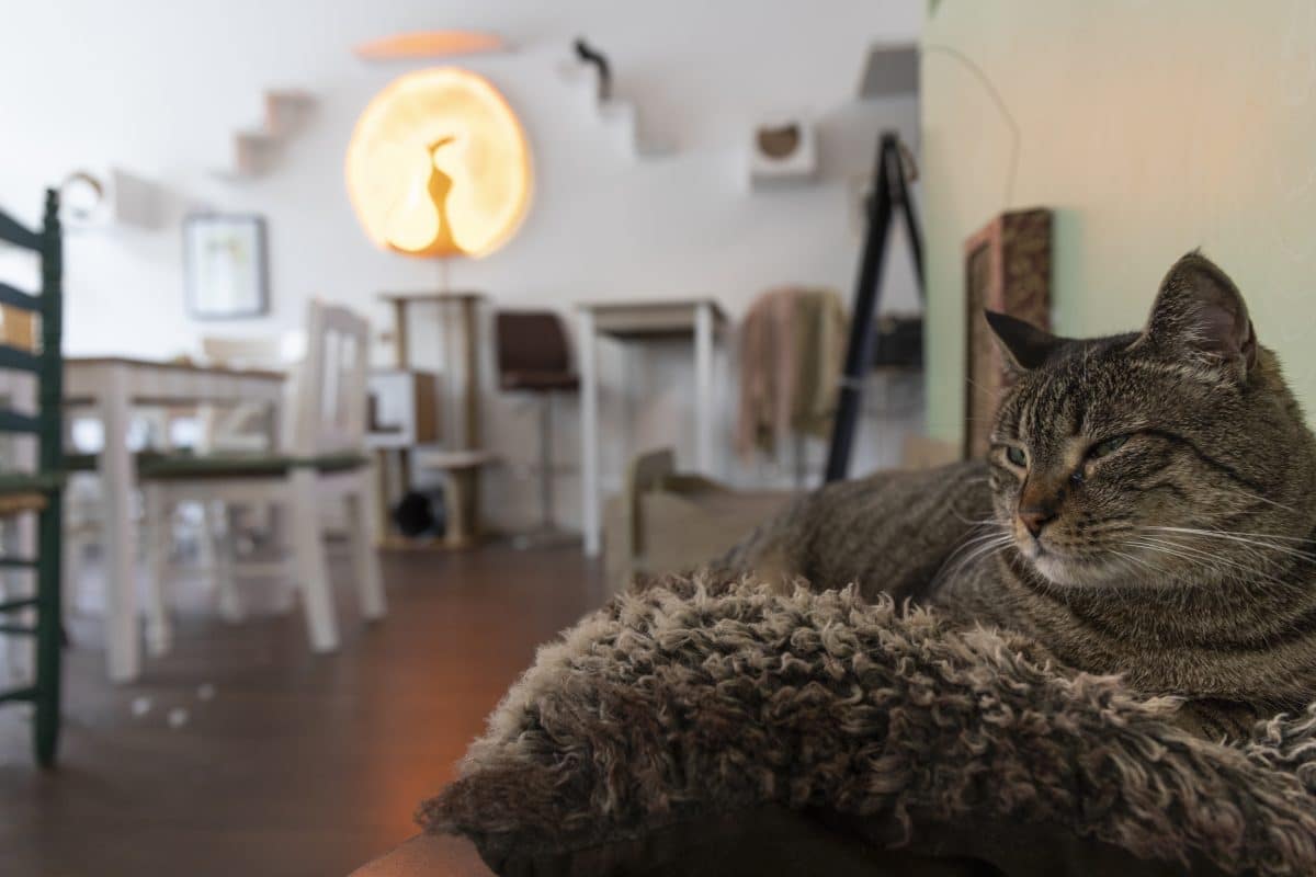 Die Katzen langweilen sich, wenn die Spielpartner ausbleiben. Foto: Linus Eckel