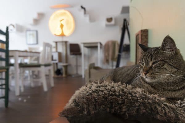 Die Katzen langweilen sich, wenn die Spielpartner ausbleiben. Foto: Linus Eckel