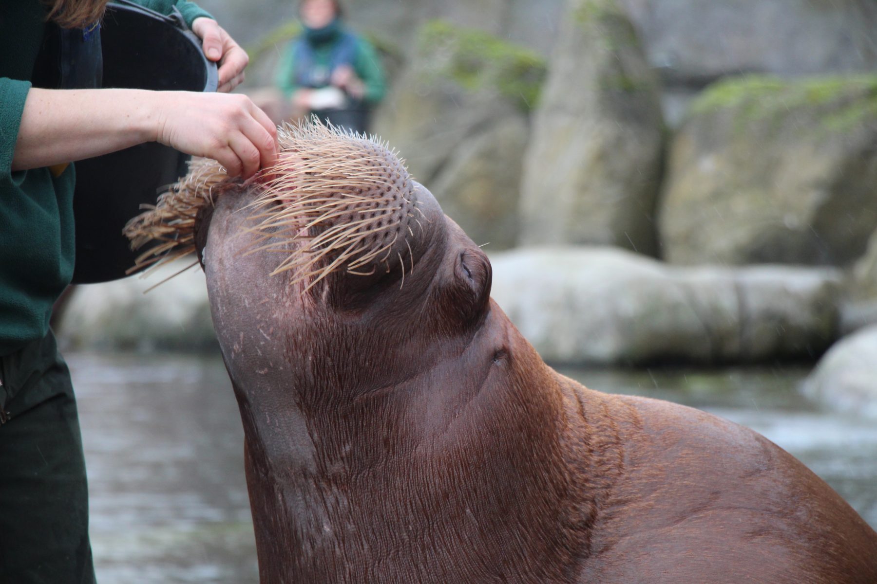 Thor genießt es, gefüttert zu werden. Foto: Marianne Bruhns