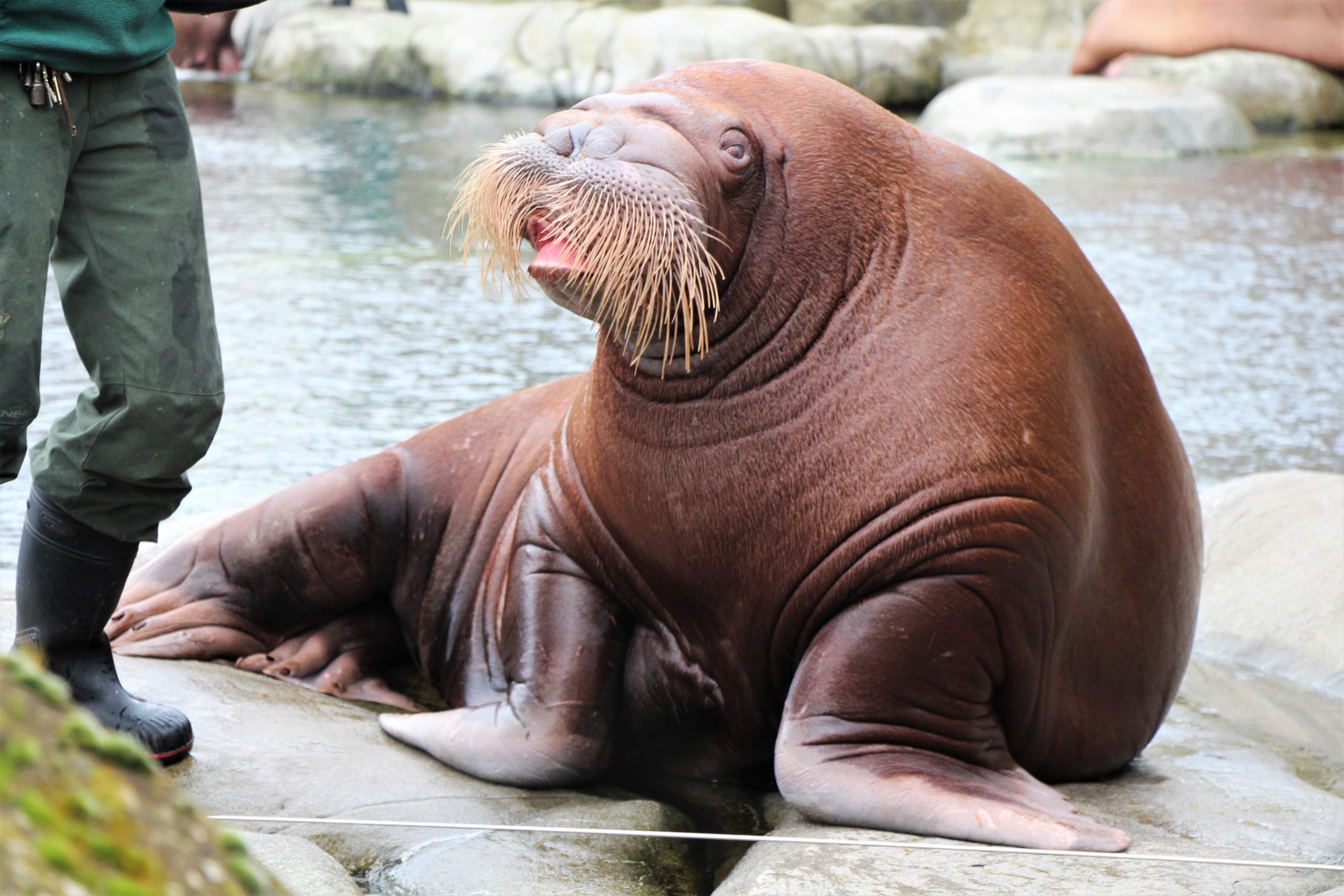 Walroß Walrossbulle Thor zieht aus Hagenbecks Tierpark aus