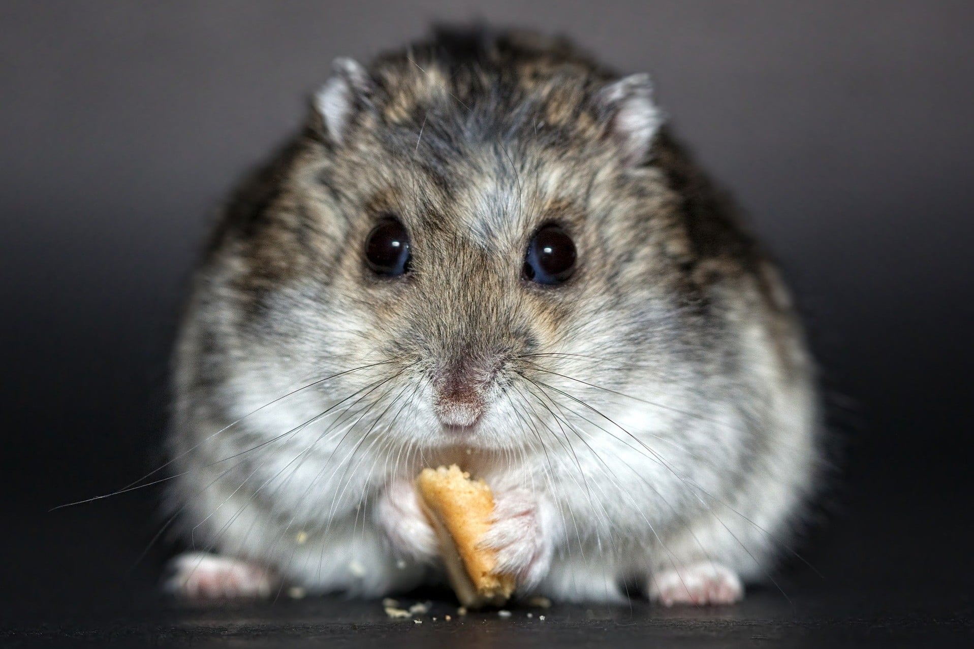 Wie sich das Hamster-Virus ausbreitet - Eimsbütteler Nachrichten