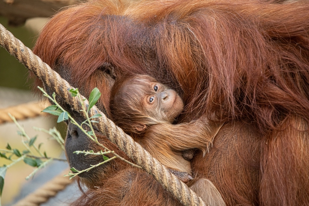 Der kleine Orang-Utan ist der neue Star im Affenhaus. Foto: Lutz Schnier
