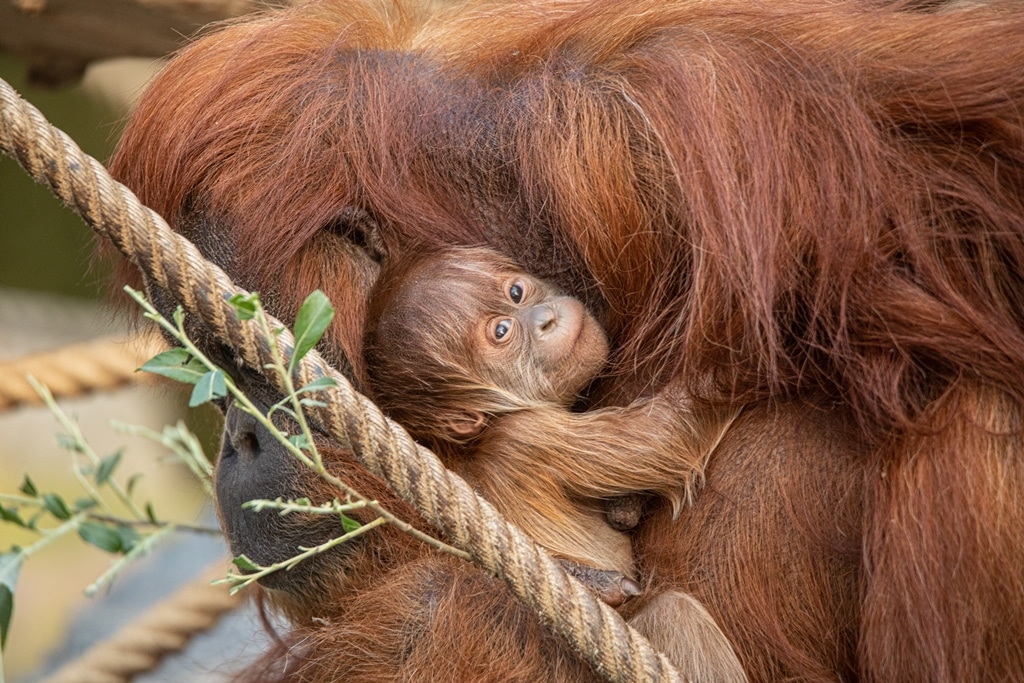 Orang-Utan-Baby: Nachwuchs im Tierpark Hagenbeck