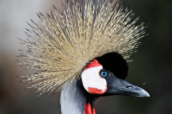 Kronenkranich im Tierpark Hagenbeck. Foto: Moritz Gerlach