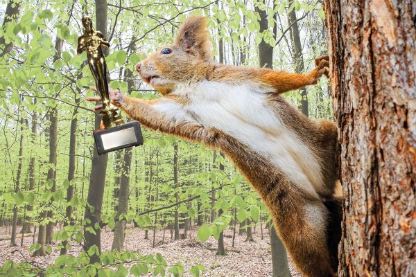 Eichhörnchen: Eimsbush Squirrel TV