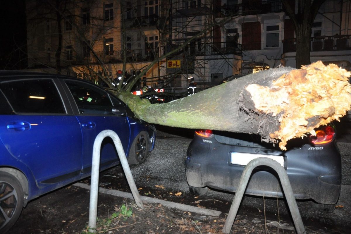 Ein umgestürzter Baum beschädigte mehrere Autos in der Telemannstraße. Foto: Christoph Seemann / Hamburg News