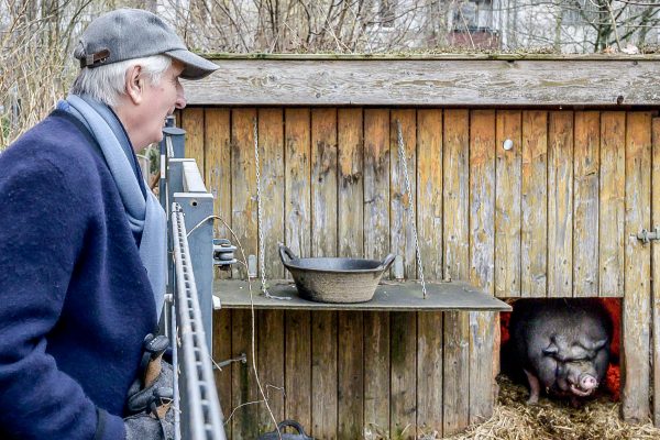 Seit mehreren Jahren leben im Garten vom Seniorenzentrum St. Markus zwei Hängebauchschweine. Foto: Rainer Wiemers