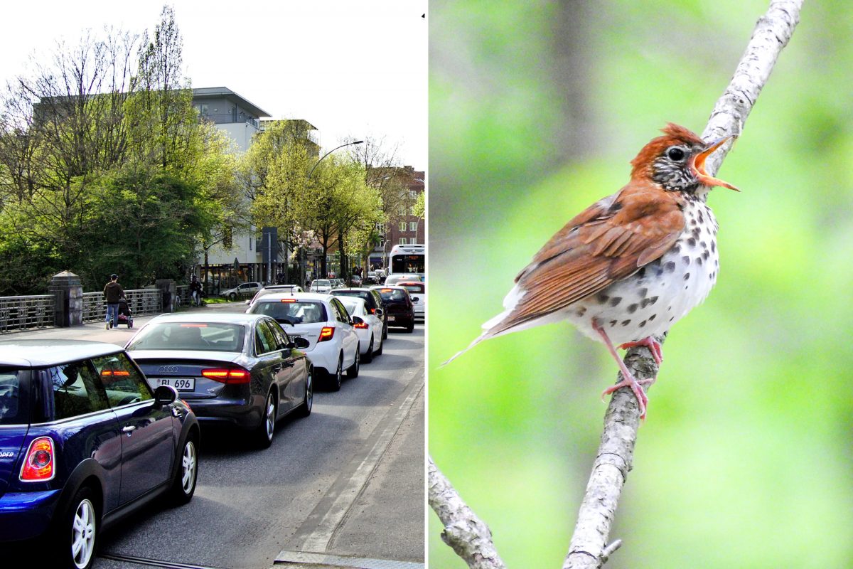 Was hört Eimsbüttel? Oft hupende Autos und quietschende Reifen, manchmal Vogelzwitschern, selten nichts. Über laute und leise Orte und wie Lärm Wege weist. Foto: Niklas Rademacher / rawpixel