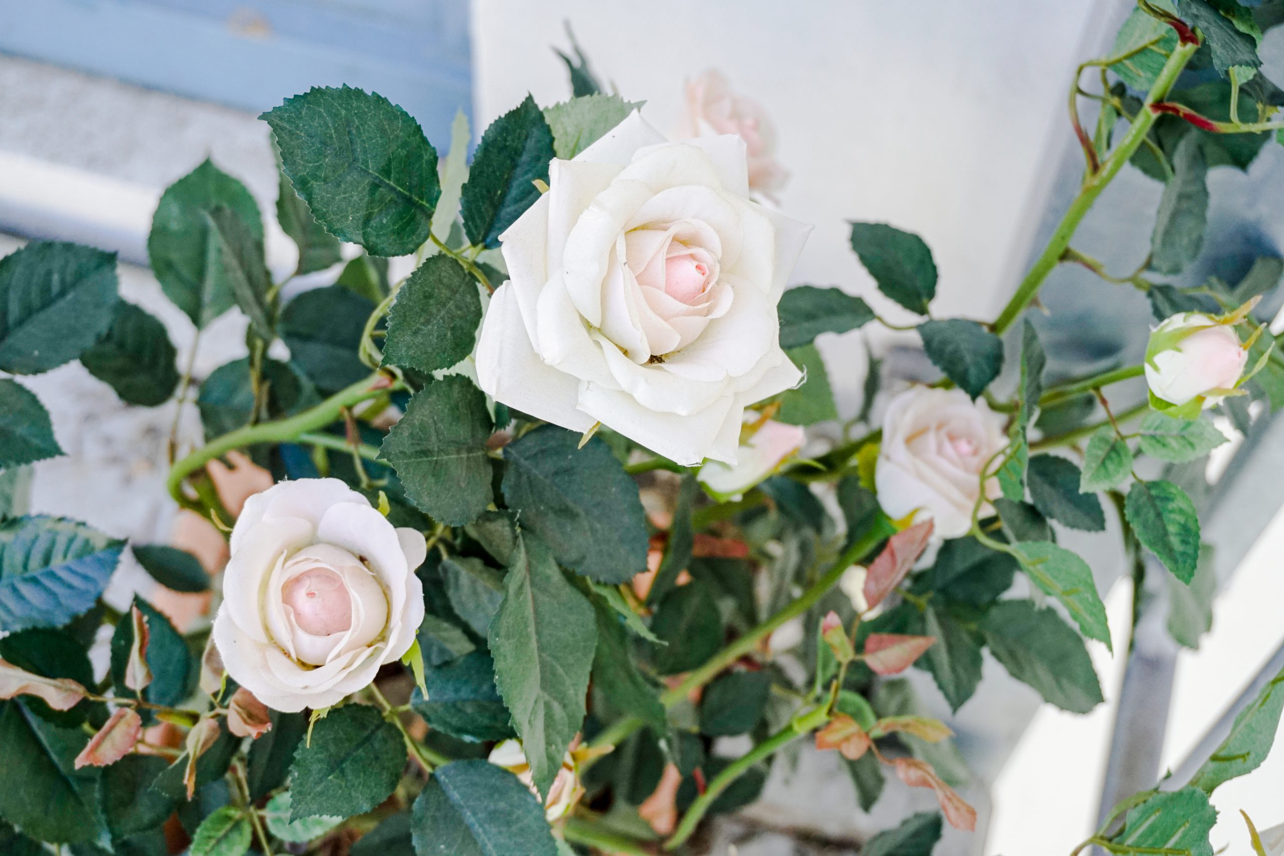 "Tag Eims, tagaus" Eine Rose ist eine Rose ist eine Rose