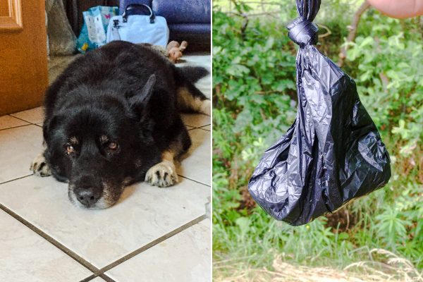 Jahrelang habe ich mich gefragt, wie Hundebesitzer - ohne Ekel und jegliche Hemmungen - in die Hinterlassenschaften ihres Vierbeiners greifen können! Okay, sie haben einen Kackbeutel. Foto: Susanne Gerlach