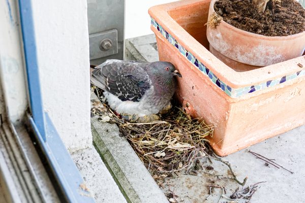 Tauben brüten auf dem Balkon unserer Kolumnistin Susanne Gerlach. Foto: Valentin Hillinger