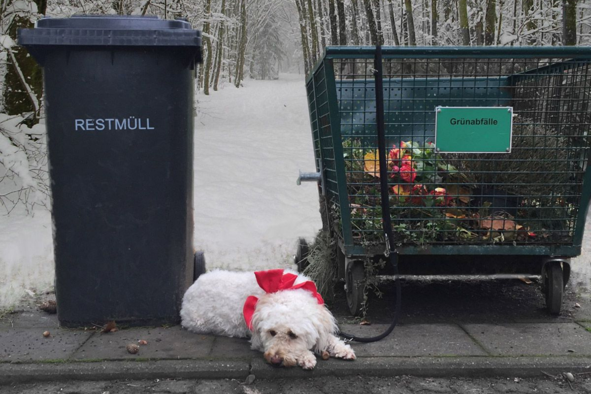 Ob Hund, Katze oder Meerschweinchen - Haustiere gehören nicht unter den Weihnachtsbaum. Der Hamburger Tierschutzverein schließt deshalb über die Feiertage seine Vermittlung.