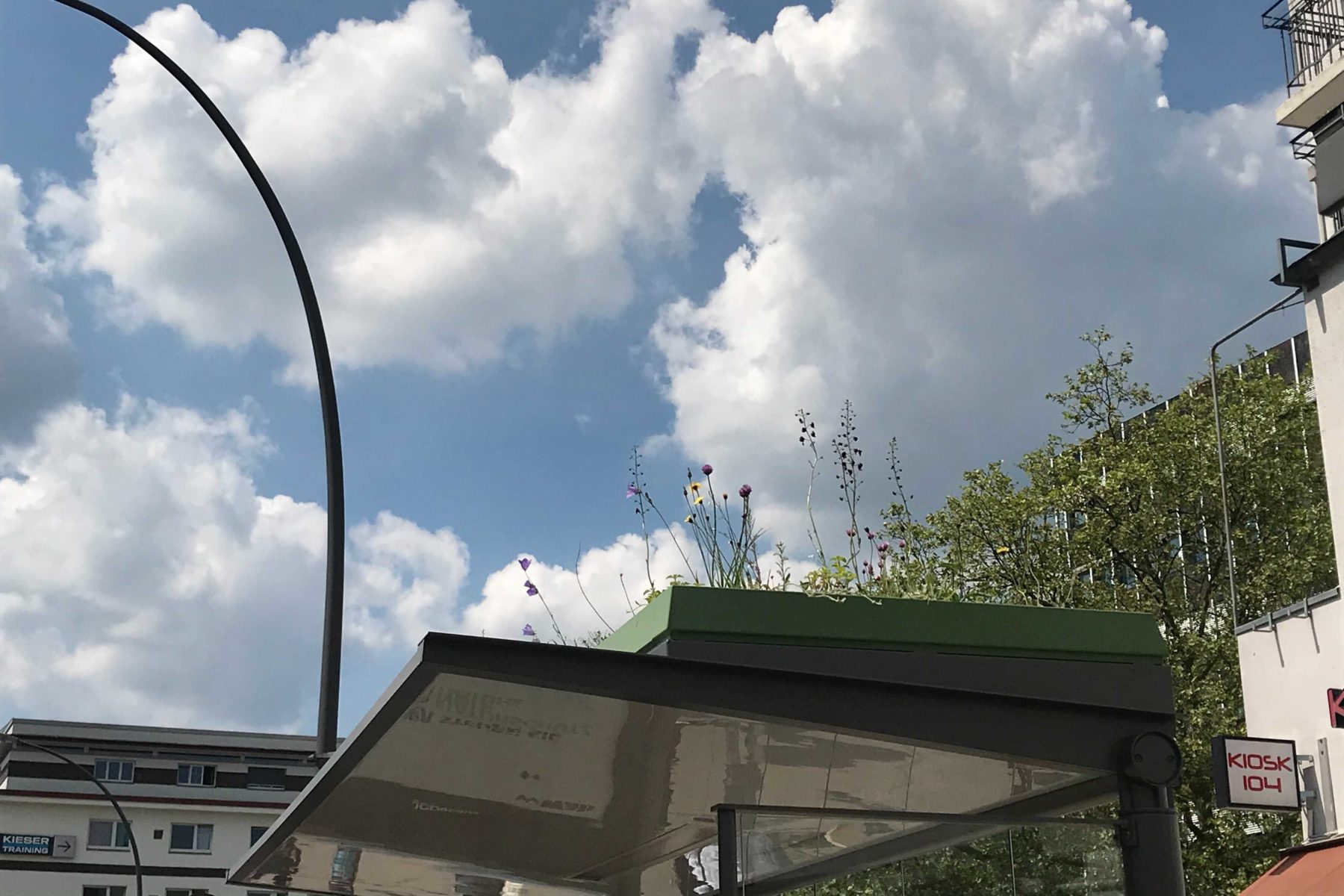 Im Juni 2021 wurde das Dach der Bushaltestelle bepflanz. Archivbild: Lukas Görlitz