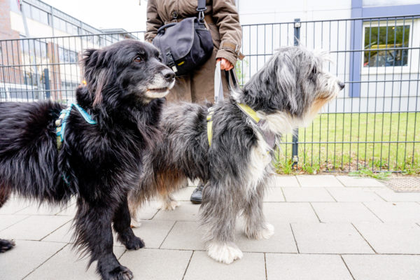 Gassibeutel gibt es für Hundehalter im Bezirk kostenlos.