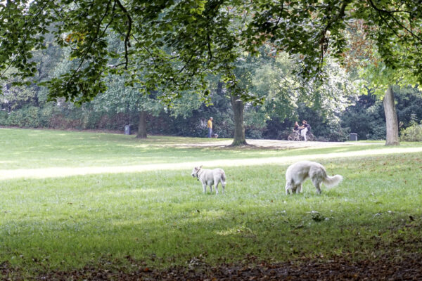 Im Innocentiapark laufen viele Hunde unangeleint über die Wiese. Foto: Julia Haas