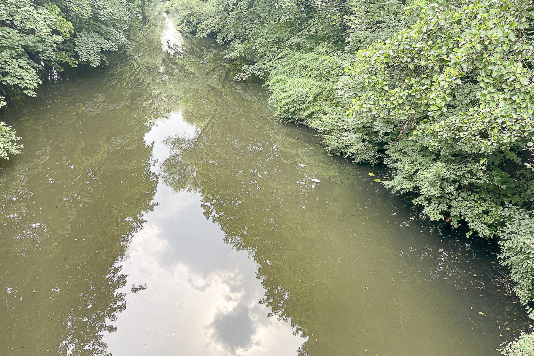 Im Isebekkanal trieben am Wochenende vereinzelt tote Fische. Foto: Julia Haas
