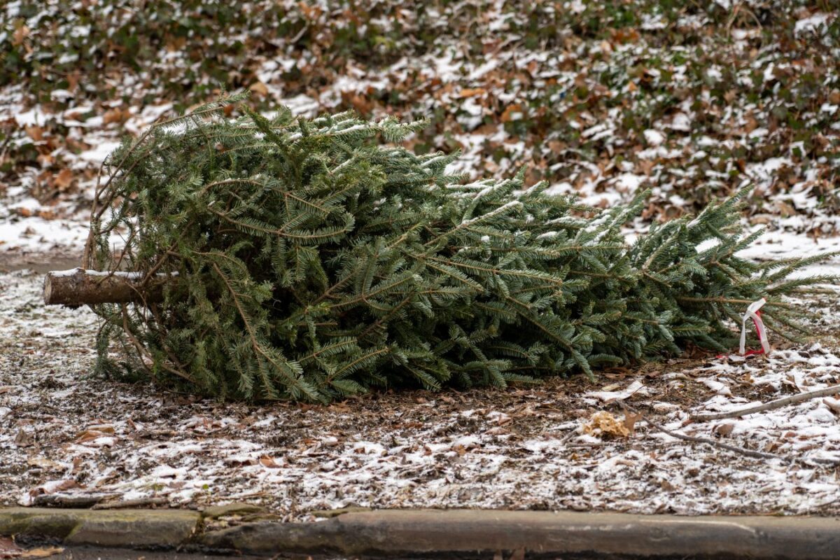 Ab dem 6. Januar holt die Stadtreinigung Weihnachtsbäume ab. Symbolfoto: Canva
