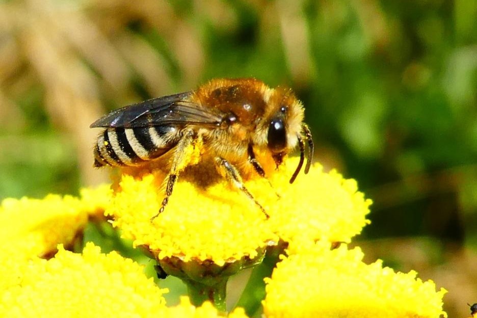 Stefan Koettgen wird einen Vortrag über Honigbienen und Wildbienen halten. Foto: Stefan Koettgen