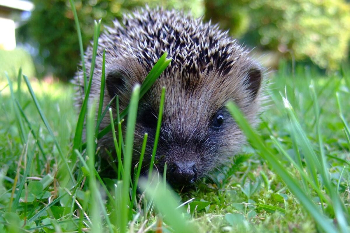 Igel sind durch nächtlich aktive Mähroboter besonders gefährdet. Symbolfoto: Canva