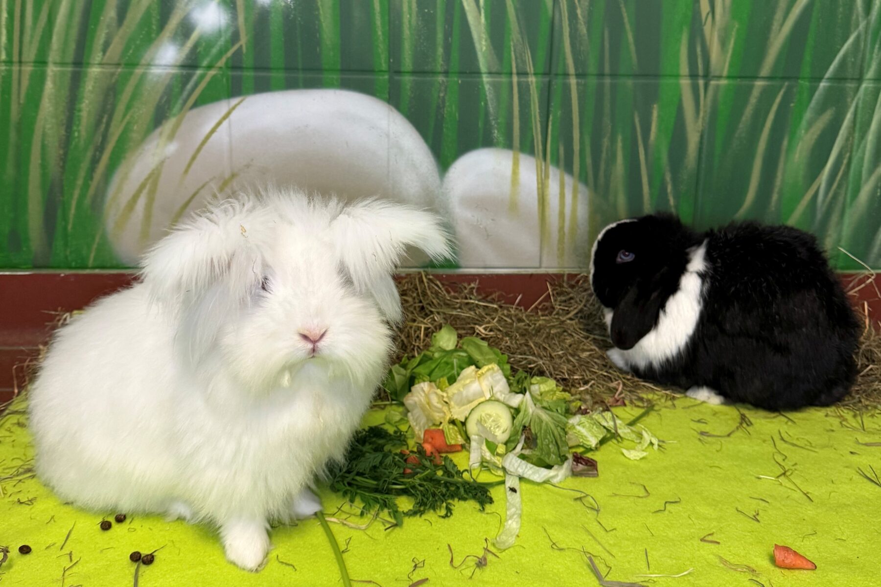 Viele Kaninchen warten in den Tierheimen auf ein neues Zuhause. An Ostern werden die Tiere häufig verschenkt. Foto: Franziskus Tierheim