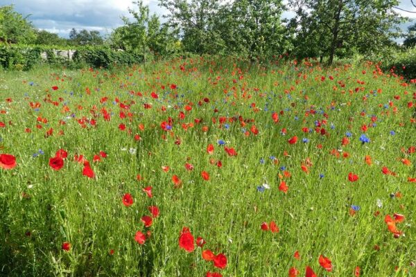 Die Wildblumenwiese im Stadtpark Eimsbüttel. Foto: Stefan Köttgen