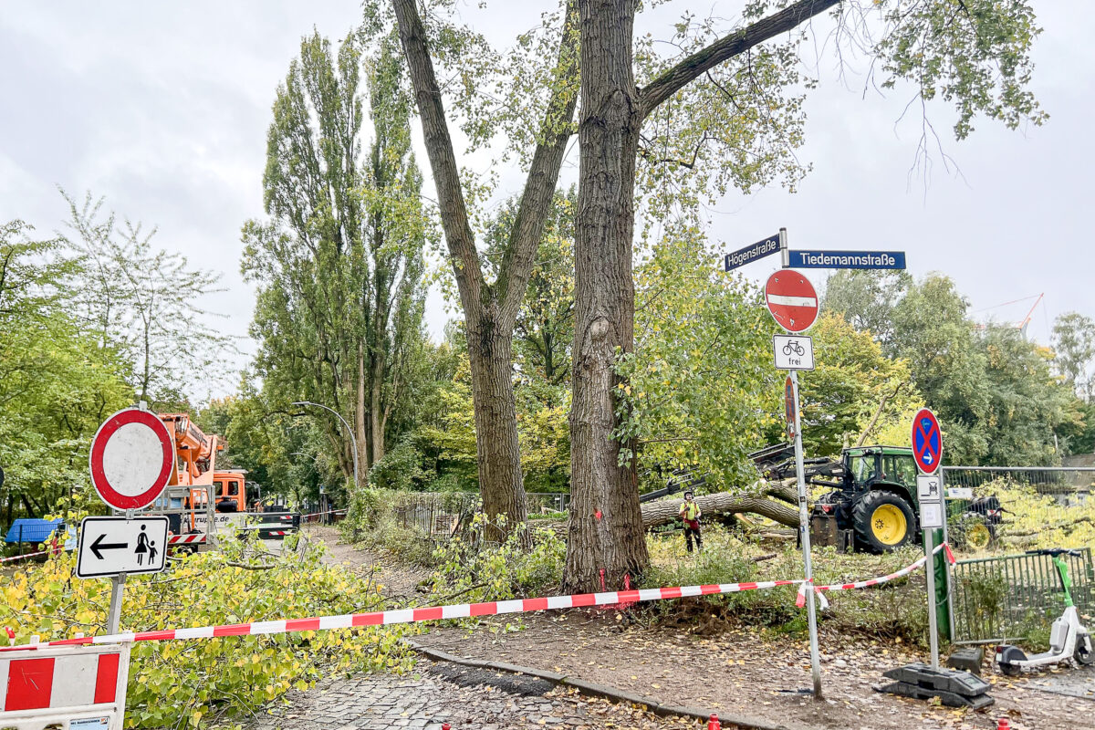 An der Högestraße wurden Bäume gefällt. Foto: Alexis Milne